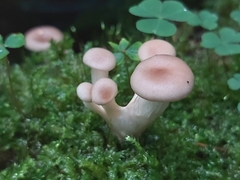 Pleurotus cornucopiae