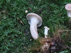 Pleurotus cornucopiae