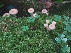 Pleurotus cornucopiae