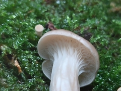 Pleurotus cornucopiae