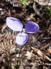 Patersonia occidentalis occidentalis