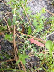 Illecebrum verticillatum