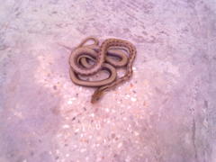 Coelognathus helena
