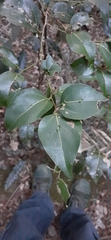 Cryptocarya foveolata