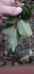 Cryptocarya foveolata