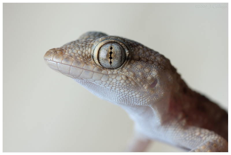 Wall Geckos