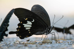 Papilio nephelus chaonulus