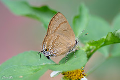 Rapala varuna formosana