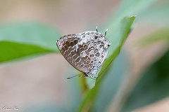 Arhopala birmana asakurae