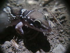 Hemidactylus triedrus