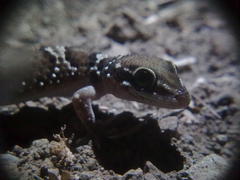 Hemidactylus triedrus