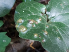 Puccinia asarina