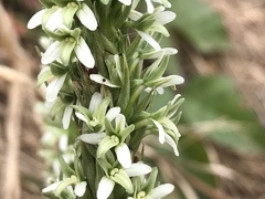 Platanthera elegans elegans