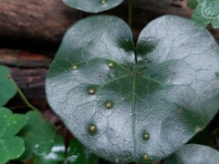 Puccinia asarina