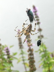 Araneus diadematus