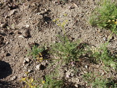 Cymopterus terebinthinus
