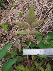Rhus chinensis