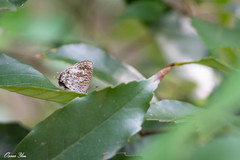Arhopala birmana asakurae