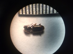 Bembidion