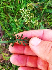 Achillea inundata