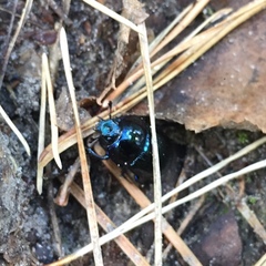 Anoplotrupes stercorosus