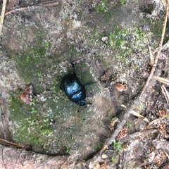 Anoplotrupes stercorosus