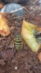 Vespula vulgaris