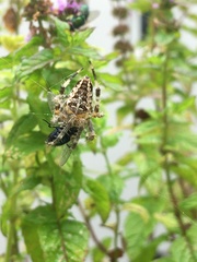 Araneus diadematus