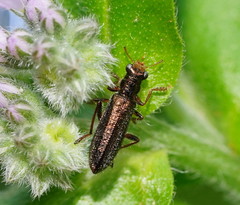 Lemidia subaenea
