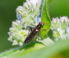 Lemidia subaenea