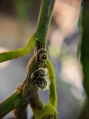 Ceroplastes rusci