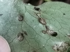 Puccinia asarina