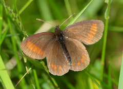Erebia pharte