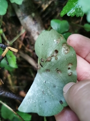 Puccinia asarina
