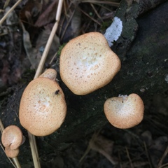 Polyporaceae