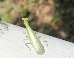 Tropidomantis