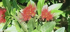 Combretum constrictum