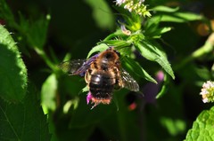 Xylocopa cantabrita