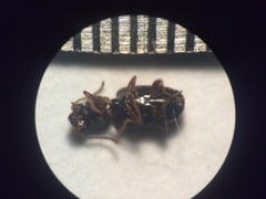Bembidion