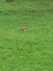 Sciurus carolinensis