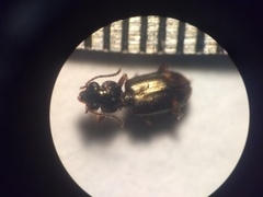 Bembidion