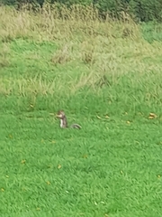 Sciurus carolinensis