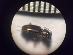 Bembidion