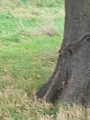 Sciurus carolinensis