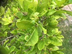 Angiospermae