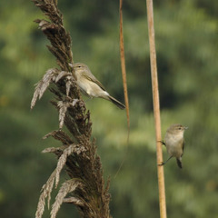 Iduna caligata