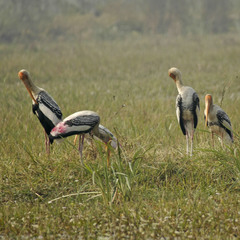 Mycteria leucocephala