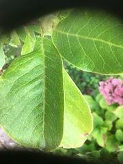 Angiospermae