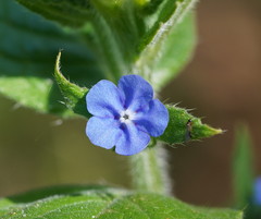 Pentaglottis sempervirens