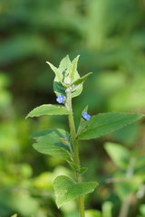 Pentaglottis sempervirens
